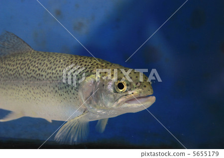 Cut throat trout 5655179