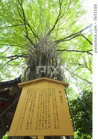 Kibune神社的Kiki 5655589