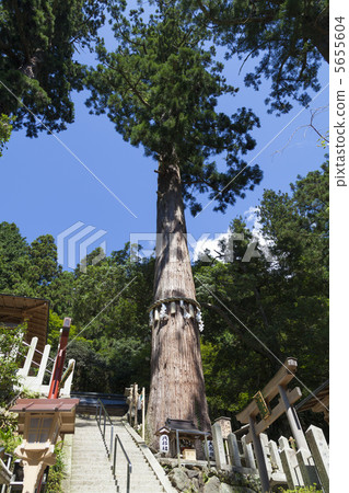 Yuki Shrine Oguri公司的聖樹 5655604