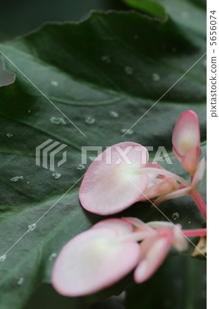 Begonia 5656074