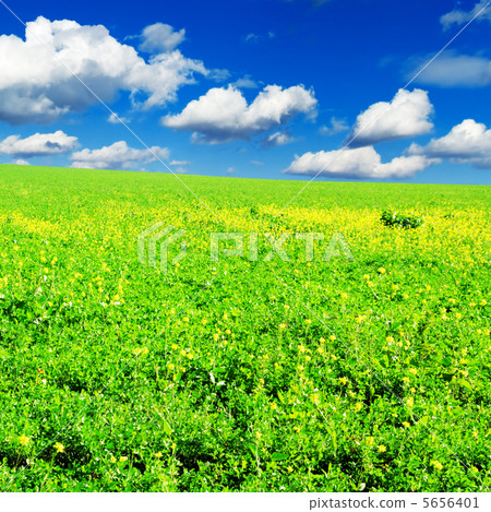 spring meadow 5656401