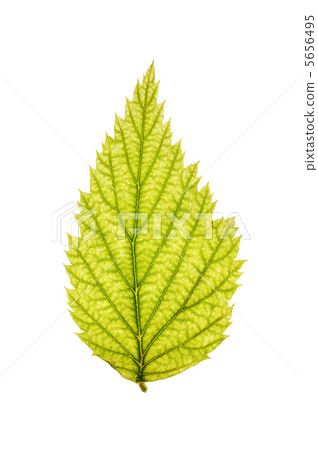 Leaf Leaf 5656495