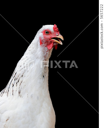 Poultry Poultry 5657222