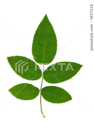 Leaf Leaf 5657228