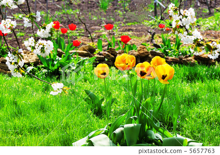 Yellow tulips Yellow tulips 5657763
