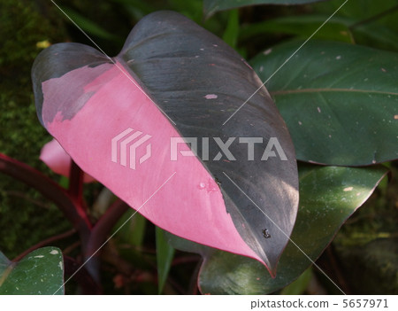 Phyllo dendron Pink Princess 5657971