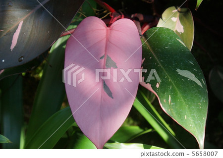 Phyllo dendron Pink Princess leaves 5658007