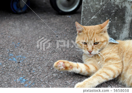 Cat in Lake Ashinoko Cat in Lake Ashinoko 5658038