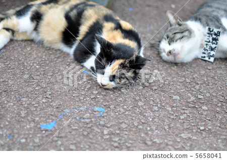 Cat in Lake Ashinoko 5658041