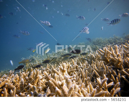 Chichijima branch Coral and herd of fish 5658231