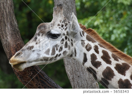 麒麟 麒麟 5658343