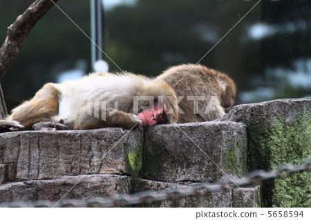 日本獼猴 日本獼猴 5658594