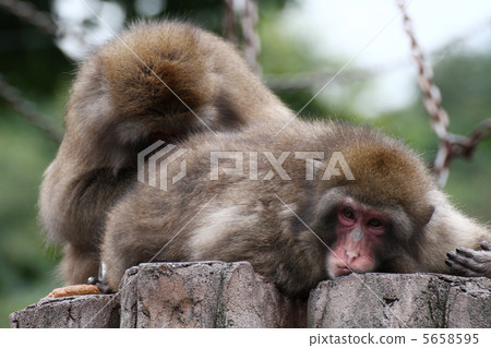 Japanese macaques Japanese macaques 5658595
