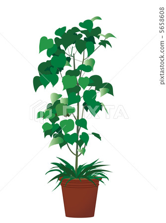 Phyxus Umbellata Phyxus Umbellata 5658608