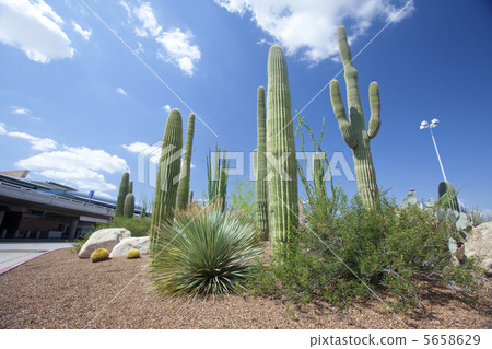 Cactus in front of Tucson International Airport 5658629
