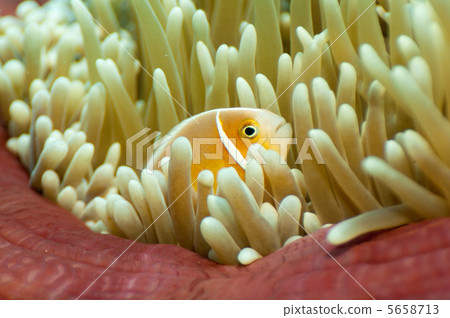 Adult fish of Hanabira anemone 5658713