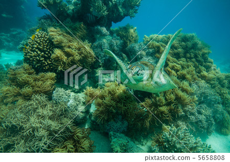 Flight of green turtle Flight of green turtle 5658808