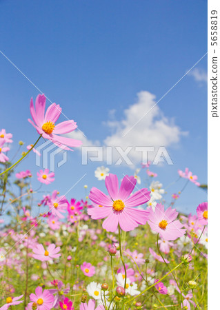 藍天和粉紅色的波斯菊 5658819