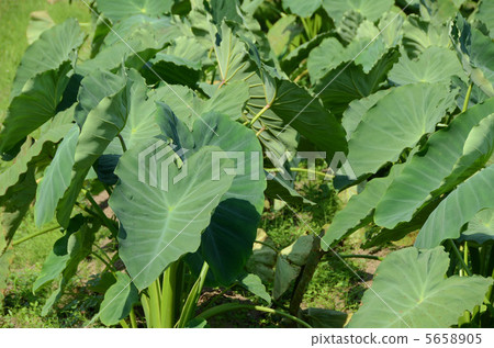 Taro leaf 5658905