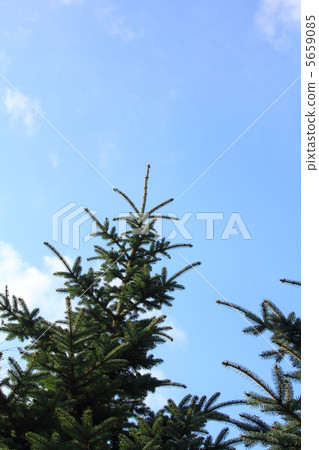 Spruce Spruce 5659085