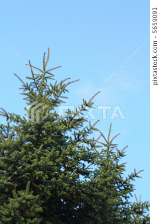 Spruce Spruce 5659091