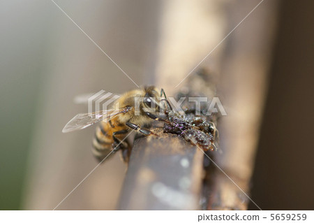 蜜蜂 5659259
