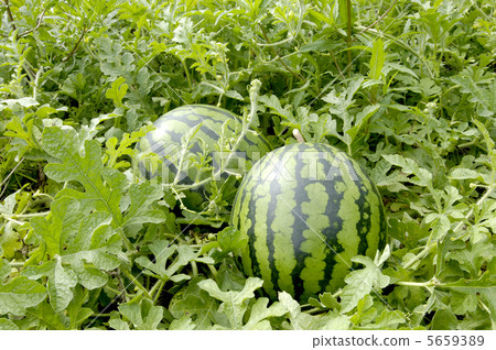watermelon watermelon 5659389
