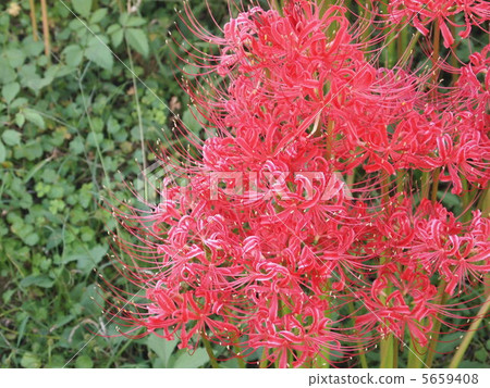 集群孤挺花 5659408