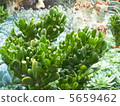 Succulent plants Tree of the universe 5659462