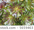 Three succulent plants black actor 5659463