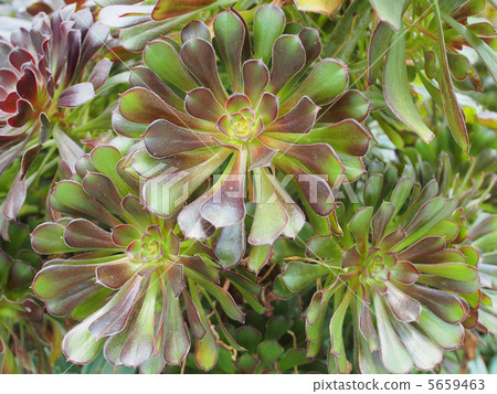 Three succulent plants black actor Three succulent plants black actor 5659463