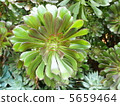 Succulent plants black lawyer 5659464
