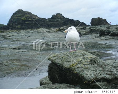 Haret rocks and kittens Haret rocks and kittens 5659547