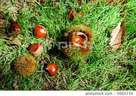 Chestnut and chestnut 1 Chestnut and chestnut 1 5660134
