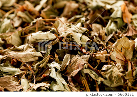 Dokudami tea Dokudami tea 5660151