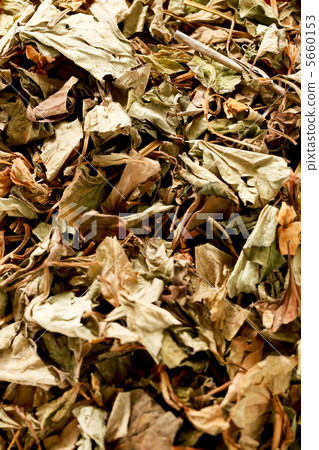 Dokudami茶 Dokudami茶 5660153