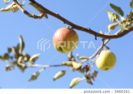 公主王子 5660161