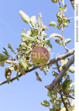 公主王子 5660162