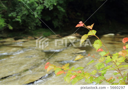 秋天的葉子開始 5660297