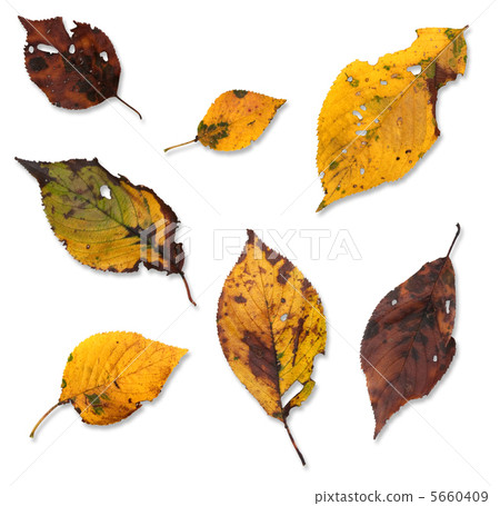 落葉 落葉 5660409