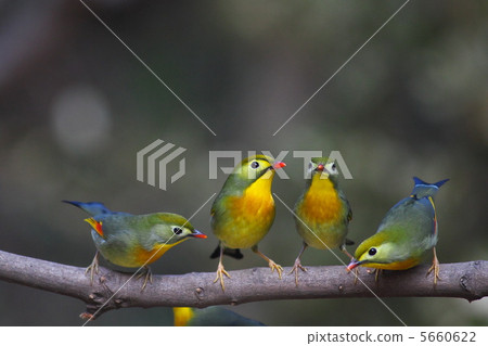 A gathering of the squirrel 5660622