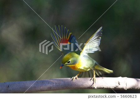 拍打松鼠 5660623