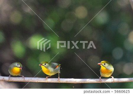 紅嘴相思鳥 5660625