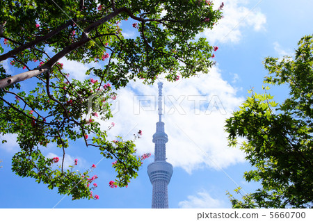 隅田公園的深粉紅色花和東京天空樹 5660700
