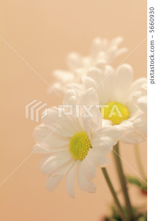 Pretty white chrysanthemum flower decorated in vase 5660930