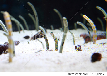 中國鰻魚和西式鰻魚 5660957