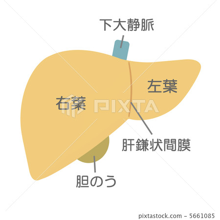 肝臟是如何工作的 5661085