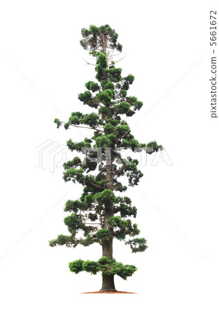 old tree on white background 5661672