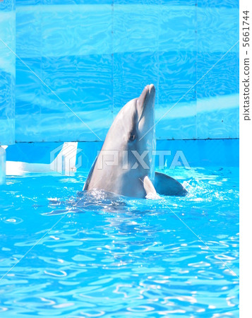 海豚 5661744