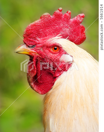 head of rooster white on a background of green 5661914